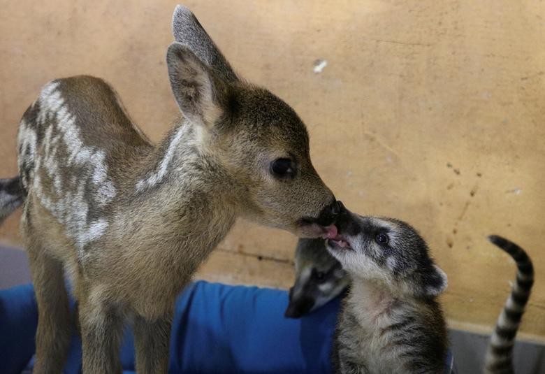 A roe deer cub licks a coati at a local park of miniatures in Bakhchisaray, Crimea. The newborn roe deer, named Silver Hoof, was found and then brought to the park, where it was adopted by Roza the goat and now neighbours with coatis. REUTERS/Alexey Pavlishak 
